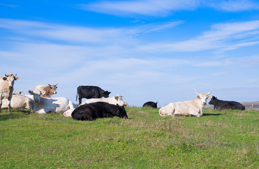 500mg Bovine Colostrum per serving